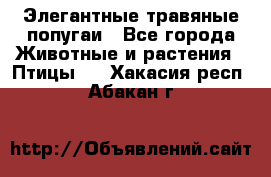 Элегантные травяные попугаи - Все города Животные и растения » Птицы   . Хакасия респ.,Абакан г.